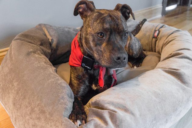 بهترین تختخواب های سگ | بررسی های Wirecutter